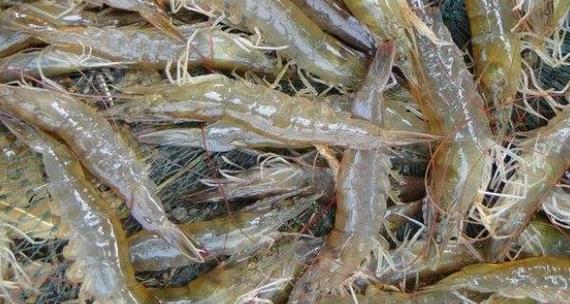电脑桌旁的虾是什么品种？