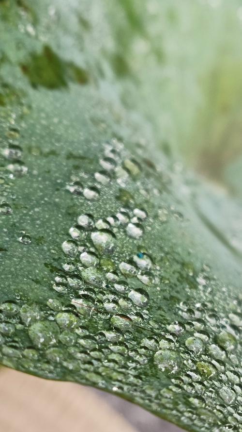 华为手机拍摄雨滴的技巧是什么？如何设置才能拍出清晰的雨滴效果？