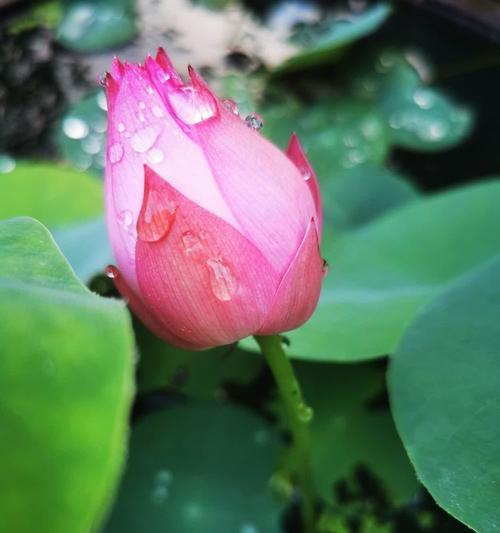 华为手机拍摄雨滴的技巧是什么？如何设置才能拍出清晰的雨滴效果？