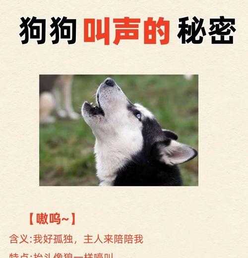 敲键盘时发出的声音代表什么动物？有什么含义？