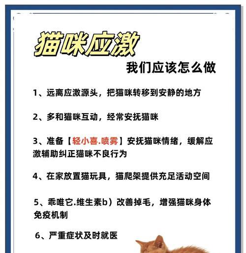 猫咪为什么喜欢趴电脑键盘？如何防止猫咪干扰？